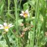 Fotografia 12 da espécie Sisyrinchium rosulatum do Jardim Botânico UTAD