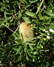 Fotografia da espécie Banksia integrifolia