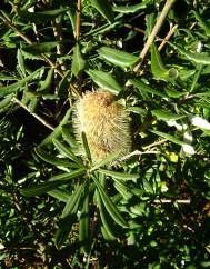 Banksia integrifolia