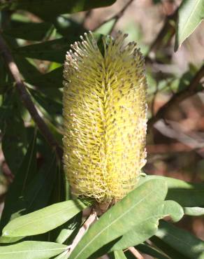 Fotografia 5 da espécie Banksia integrifolia no Jardim Botânico UTAD