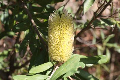 Fotografia da espécie Banksia integrifolia