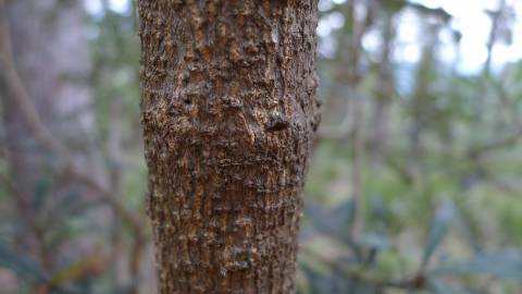 Fotografia da espécie Banksia integrifolia