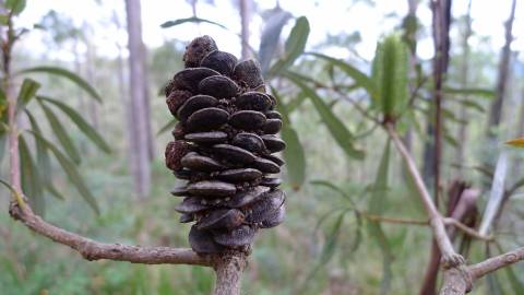 Fotografia da espécie Banksia integrifolia