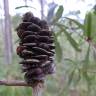 Fotografia 7 da espécie Banksia integrifolia do Jardim Botânico UTAD