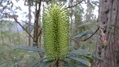 Fotografia da espécie Banksia integrifolia