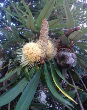 Fotografia 10 da espécie Banksia integrifolia no Jardim Botânico UTAD