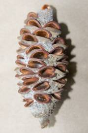 Fotografia da espécie Banksia integrifolia