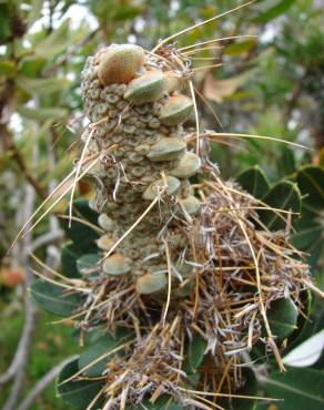 Fotografia 15 da espécie Banksia integrifolia no Jardim Botânico UTAD