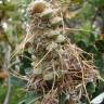 Fotografia 15 da espécie Banksia integrifolia do Jardim Botânico UTAD