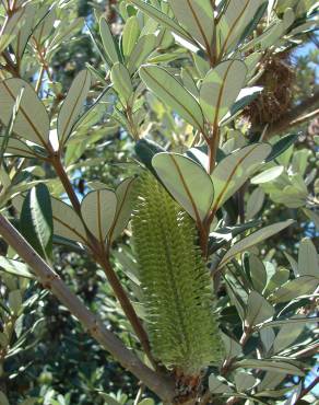 Fotografia 16 da espécie Banksia integrifolia no Jardim Botânico UTAD