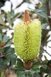 Fotografia da espécie Banksia integrifolia