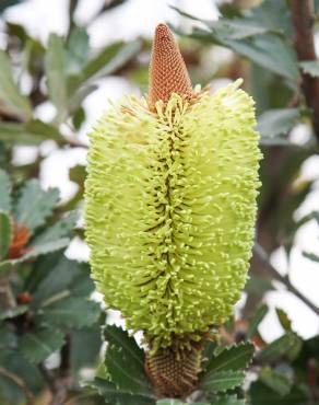 Fotografia 17 da espécie Banksia integrifolia no Jardim Botânico UTAD