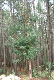 Fotografia da espécie Banksia integrifolia