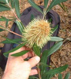 Fotografia da espécie Banksia integrifolia