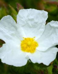 Cistus psilosepalus