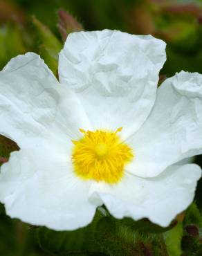 Fotografia 1 da espécie Cistus psilosepalus no Jardim Botânico UTAD