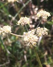 Fotografia da espécie Peucedanum lancifolium