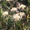 Fotografia 1 da espécie Peucedanum lancifolium do Jardim Botânico UTAD