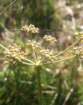 Fotografia 3 da espécie Peucedanum lancifolium no Jardim Botânico UTAD