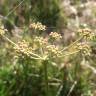 Fotografia 3 da espécie Peucedanum lancifolium do Jardim Botânico UTAD