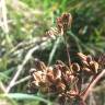 Fotografia 4 da espécie Peucedanum lancifolium do Jardim Botânico UTAD