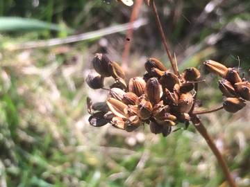 Fotografia da espécie Peucedanum lancifolium