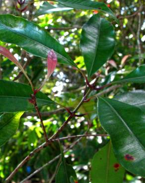 Fotografia 2 da espécie Syzygium aromaticum no Jardim Botânico UTAD