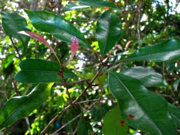 Fotografia da espécie Syzygium aromaticum