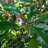 Fotografia 2 da espécie Syzygium aromaticum do Jardim Botânico UTAD