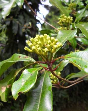 Fotografia 3 da espécie Syzygium aromaticum no Jardim Botânico UTAD