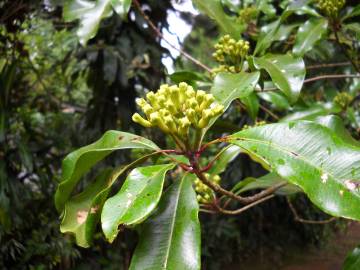 Fotografia da espécie Syzygium aromaticum