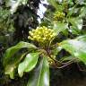 Fotografia 3 da espécie Syzygium aromaticum do Jardim Botânico UTAD