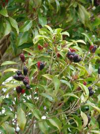 Fotografia da espécie Syzygium aromaticum