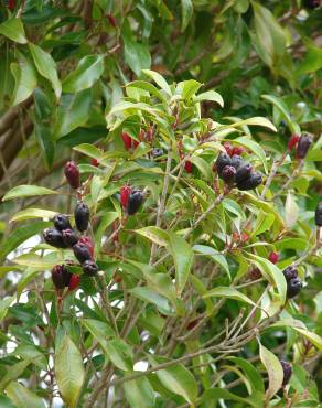 Fotografia 4 da espécie Syzygium aromaticum no Jardim Botânico UTAD