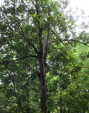 Fotografia 5 da espécie Syzygium aromaticum no Jardim Botânico UTAD