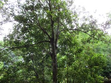 Fotografia da espécie Syzygium aromaticum