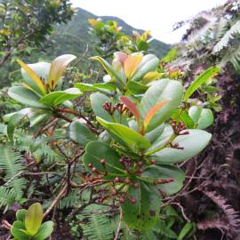 Fotografia da espécie Syzygium aromaticum