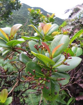 Fotografia 6 da espécie Syzygium aromaticum no Jardim Botânico UTAD