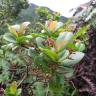 Fotografia 6 da espécie Syzygium aromaticum do Jardim Botânico UTAD