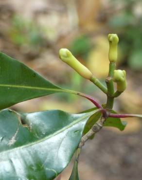 Fotografia 7 da espécie Syzygium aromaticum no Jardim Botânico UTAD