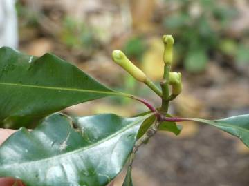 Fotografia da espécie Syzygium aromaticum