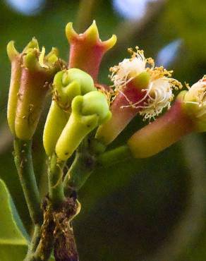Fotografia 10 da espécie Syzygium aromaticum no Jardim Botânico UTAD