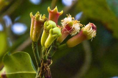 Fotografia da espécie Syzygium aromaticum