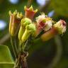 Fotografia 10 da espécie Syzygium aromaticum do Jardim Botânico UTAD