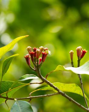 Fotografia 11 da espécie Syzygium aromaticum no Jardim Botânico UTAD