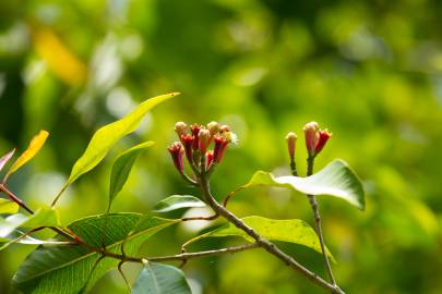 Fotografia da espécie Syzygium aromaticum