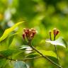 Fotografia 11 da espécie Syzygium aromaticum do Jardim Botânico UTAD