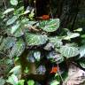 Fotografia 1 da espécie Piper ornatum do Jardim Botânico UTAD