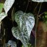 Fotografia 2 da espécie Piper ornatum do Jardim Botânico UTAD