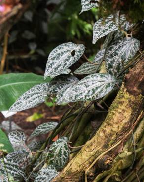 Fotografia 3 da espécie Piper ornatum no Jardim Botânico UTAD
